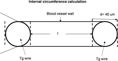 Fetal Sex and Fetal Environment Interact to Alter Diameter, Myogenic Tone, and Contractile Response to Thromboxane Analog in Rat Umbilical Cord Vessels